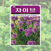 챠이브씨 400립 차이브 허브씨 두리 씨앗 아람종묘