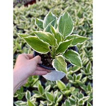 [노지월동 야생화] 호스타알보마지나타/ 연보라/ 15cm