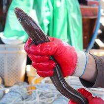 [착한어부]손질한 통영 바다장어대 1kg 손질후 750g내외/3~4미, 없음