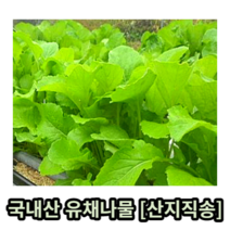 국내산 유채나물 200g 400g 500g 1kg 산지직송 생유채 데친유채 건유채 유채 생유채나물 데친유채나물 건유채나물 제철나물 제철채소 봄나물 채소반찬 나물반찬 싱싱한 신선한, 생 유채나물