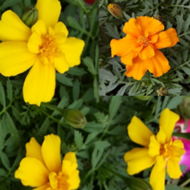 (cs소망)메리골드모종(포트)10개(노랑 주황 랜덤), 10개