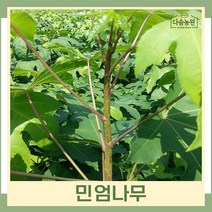 엄나무 묘목 민엄나무(가시없는음나무) 근삽1년생 뿌리묘 5개