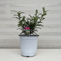 [다은꽃농원]기러기 산초나무 천초 열매나무 해충퇴치 키우기쉬운 실내공기정화식물 인테리어
