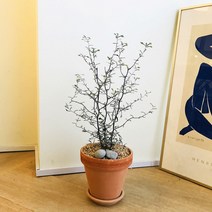 앙플랜트 플랜테리어 마오리 코로키아 소포라 토분 set, 마오리코로키아중품/이태리투톤황토분+세척화강토+에그스톤