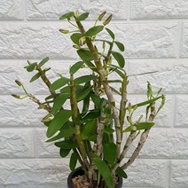 덴드로비움(핑크)석곡257
