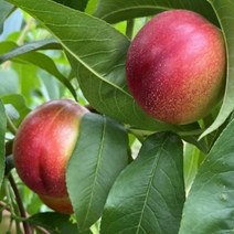 복숭아나무 묘목 신비복숭아