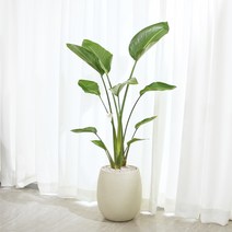 여인초 대형 화초 거실화분 플랜테리어 공기정화식물, 롤러받침(화이트), 메시지픽(러블리)-내용 문자로 남겨주세요., 수제토분(화이트그레이)