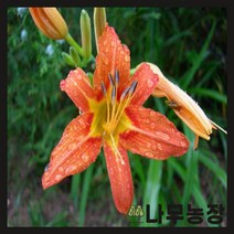 (나무농장) 야생화 원추리 포트 ( 5주묶음 )
