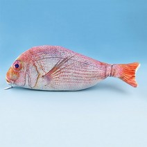 생선필통 웃긴 친구 선물 1pc 물고기 모양 연필 케이스 한국 스타일 천 연필 가방 학교 용품 편지지 핫 펜 상자, 빨간색