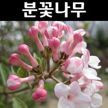 분꽃나무 키1m(분) 1개/나무 묘목/꽃나무/조경용