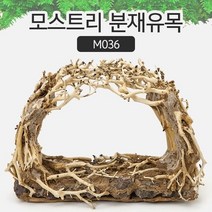 AM 모스트리 분재유목(M) M036