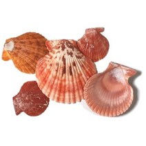 조개껍질 500g 조개껍데기 16가지종류 단품 혼합 천연조개 관상용 교재용, 조개껍질 14