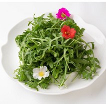 국내산 와일드 루꼴라 500g, 와일드루꼴라 500g