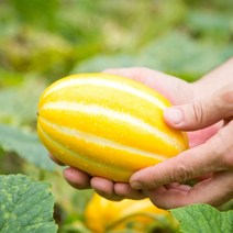 성주 정품 꿀 참외 3kg 5kg 10kg 10키로 가정용 선물용 고당도 박스포장 랜덤 소 특 로열 소과 중과 대과 못난이 하우스 참외, 04. 성주참외 10kg(가정용/랜덤)