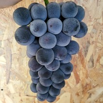 때깔찬 국내산 고당도 거봉 포도 실중량 2kg, 2kg (3수) 거봉