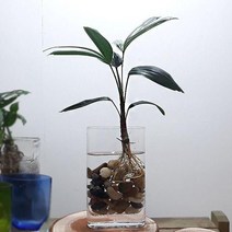 집에서키우는식물 습도올리기 관음죽 홈가드닝 그늘에서잘자라는식물 유리화병포함 둥근 음지식물 집이건조할때 실내공기정화식물 수경재배 집에서키우기쉬운식물 공기청정식물, 본상품선택