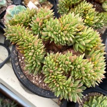 [올식스] 곰마리아철화 금종자, 1개