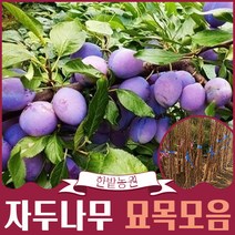 자두나무 묘목 1년생 로얄대석 후무샤 왕자두 피자두 바이오체리 추희 푸룬 프레지던트슈가 알스프왕자, 후무사