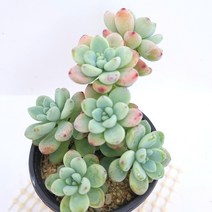 라울 다유기 예쁜 가을 다육식물1-40, 단품, 1개