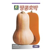 다농 땅콩호박 씨앗 10립, 1개