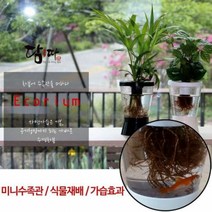 에코리움 수족관 화분 수경재배 인테리어 미니 사무실 책상 꽃화분 주방 책상 사무실 예쁜 선물 반려식물 투명 오픈 집들이 작은 자동급수 실내 화장실 키우기 텃밭 개업 공기정화 화초, 블랙
