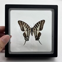 글로벌혜성 나비 곤충 표본 아트워크 장식 35 종류 프레임 박제 동물 과학 교육 장난감, [11] B17, [01] 1Pcs