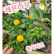 레몬나무-중/꽃도 열매도보고 레몬향도느끼고