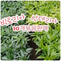 꽃나라엘리스 드라세나 산데리아-10개묶음-공기정화로 유명한 드라세나속의 식물