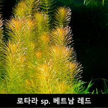 [수초몰] 로타라 sp. 베트남 레드 / 초보자수초 자연수초, (특가) 5촉