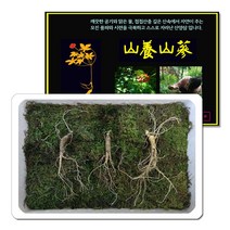삼바이 산양산삼 7년근 선물세트 산삼 산양삼 장뇌삼 인삼 면역력 기력보강 설날 추석 설선물 설명절 추석선물 추석명절 명절선물, 3개