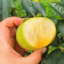 태추단감 못난이 배단감 가정용, 1박스, 4kg(중과/17-21과)