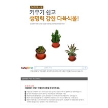 다육식물 200여종 다육 식물 최다종 화분, 다육식물_오리온, 1개, 1개