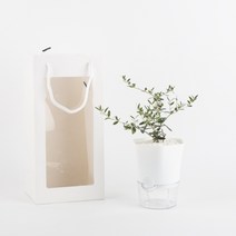 나루플랜트 꽝손 자동급수 저면관수 공기정화식물 30종, 선물용쇼핑백