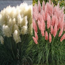 팜파스그라스2종(특대품) 택1 7치화분 서양갈대 억새, 화이트