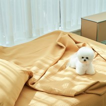 반려동물 알러지케어 나란히 스프레드, 옐로우