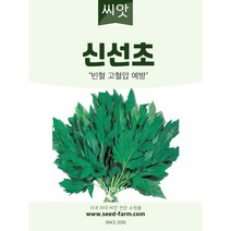 신선초씨앗(100립)
