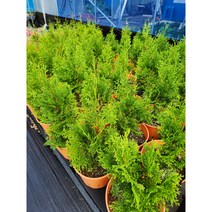 (직립측백) 파스티기아타/패스티지아타 20cm 컬러 조경포트