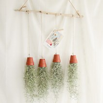 갑조네 틸란드시아 디시디아 먼지먹는식물 공기정화식물, 01 수염틸란(플라스틱화분)(4개)+자작나무+가랜드마끈(135cm)