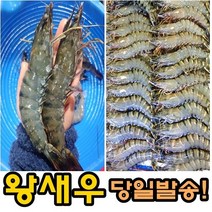 블랙 타이거 새우 킹 타이거 새우 캠핑 새우 왕새우 1kg(16마리), 블랙타이거 새우 대 1kg(16마리)