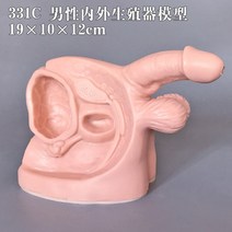 만삭태아 인체모형 여성자궁모형 질 난소 산부인과, F + 1개