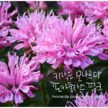 모나르다 왜성 핑크 [3포트] (복남이네 야생화 모종 허브) 포카혼타스