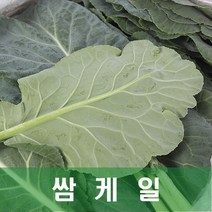 케일 국산 쌈케일 2kg 발품장터