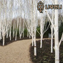 자작나무 백자작 잭큐몬티 도랜버스 조경수 나무언니, 잭큐몬티 자작나무 키100cm 4치장포트(10개세트), 1개