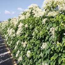 등수국 페티오라리스 p9포트 여름꽃