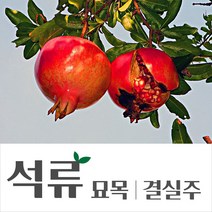 [경민농원]석류 나무 분 결실주 3~5년, R3~4점 이상, 1개