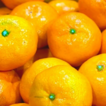 고당도 제주 노지 타이백 감귤 달콤한 프리미엄 귤, 11-12brix감귤2.5kg(로얄과)