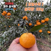 당일수확 제주 설국향 수라향 신비향 가정용 3kg 5kg, 못난이 10kg
