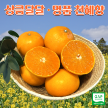 고당도 제주천혜향 제주도 천혜향 선물세트 가정용 3kg 5kg 10kg, 새콤달콤 천혜향 가정용 중대과 5kg