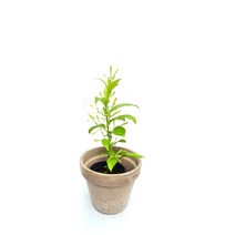 야래향 Cestrum 향기좋은 꽃 모기퇴치식물 인테리어 플랜테리어 공기정화식물 서비내 서비야드 서비야드플라워아울렛