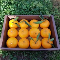 [황금원] 화산송이밭에서 자라 맛과향이 풍부한 천혜향 2kg 3kg 5kg(선물포장), 1box, 1.7kg